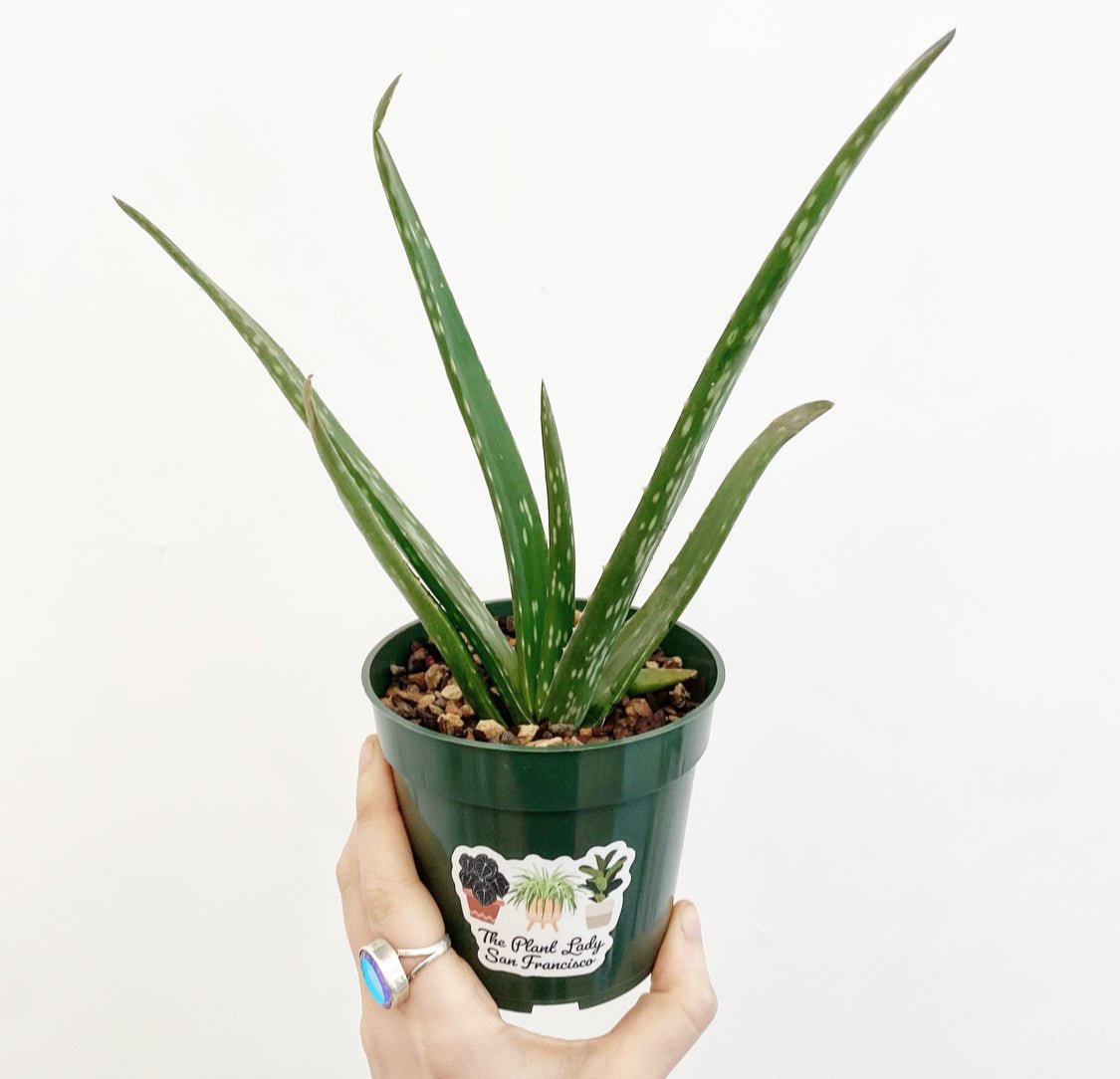 Aloe vera - The Plant Lady SF