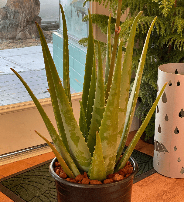 Aloe vera - The Plant Lady SF