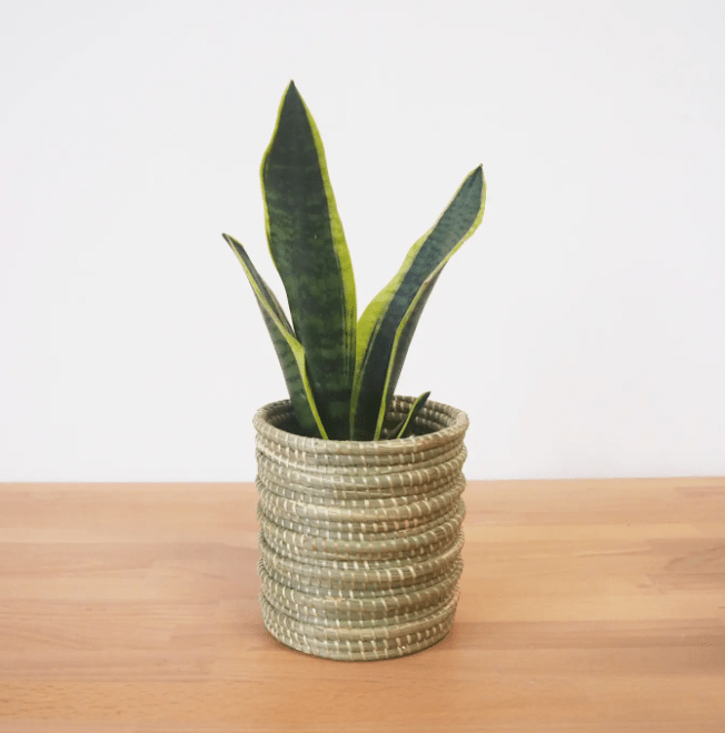 Amsha Wave Sweetgrass Planters - The Plant Lady SF