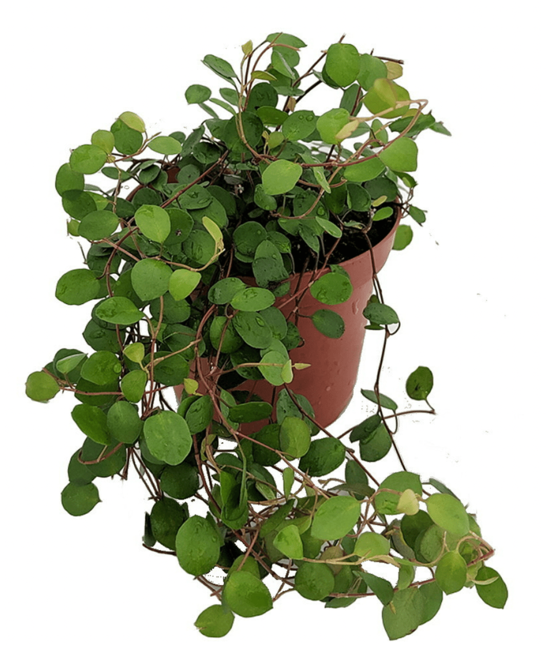 Angel Hair Vine - The Plant Lady SF