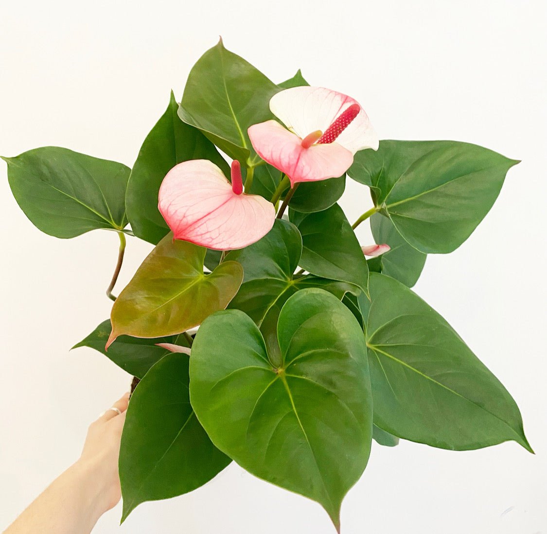 plant with plastic looking flowers Anthurium andraeanum sp. (Flamingo flower) – The Plant Lady SF