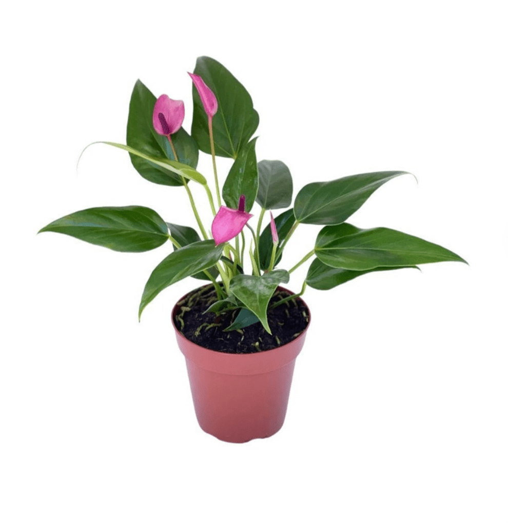 Anthurium andraeanum sp. (Flamingo flower) – The Plant Lady SF