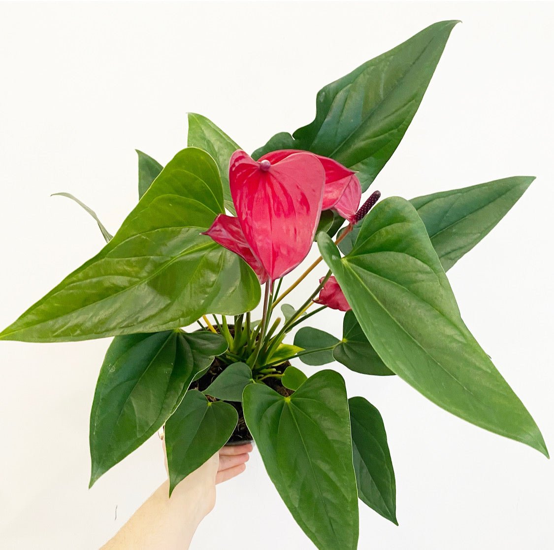 Anthurium andraeanum (Flamingo flower) - The Plant Lady SF