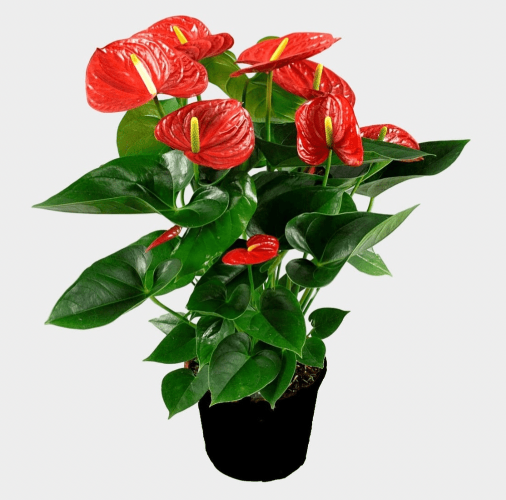Anthurium andraeanum (Flamingo flower) - The Plant Lady SF