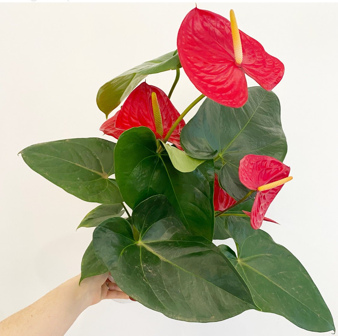 anthurium big 6 flowers sf Anthurium andraeanum sp. (Flamingo flower) – The Plant Lady SF