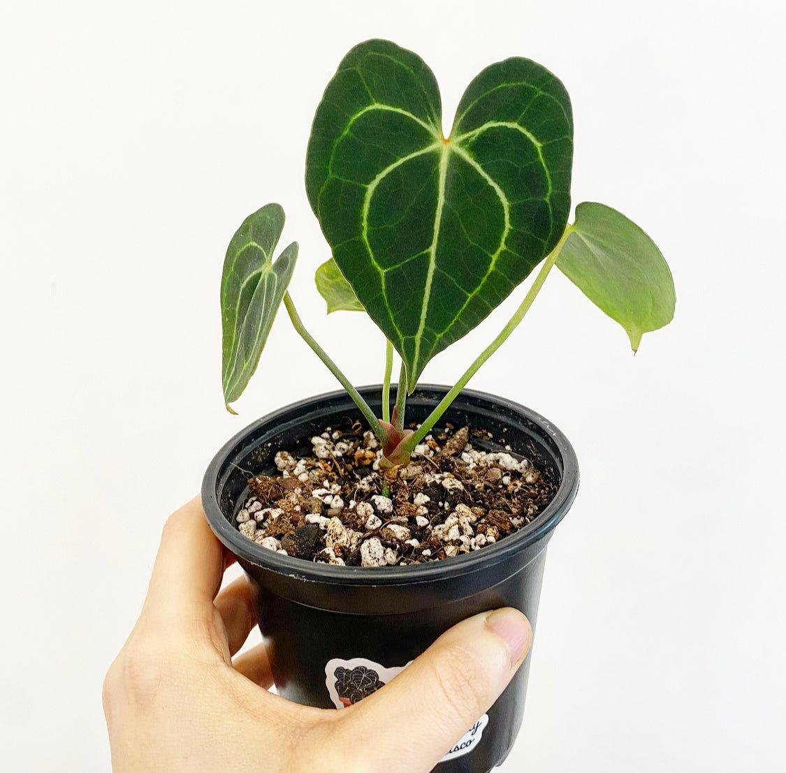 Anthurium clarinervium - The Plant Lady SF