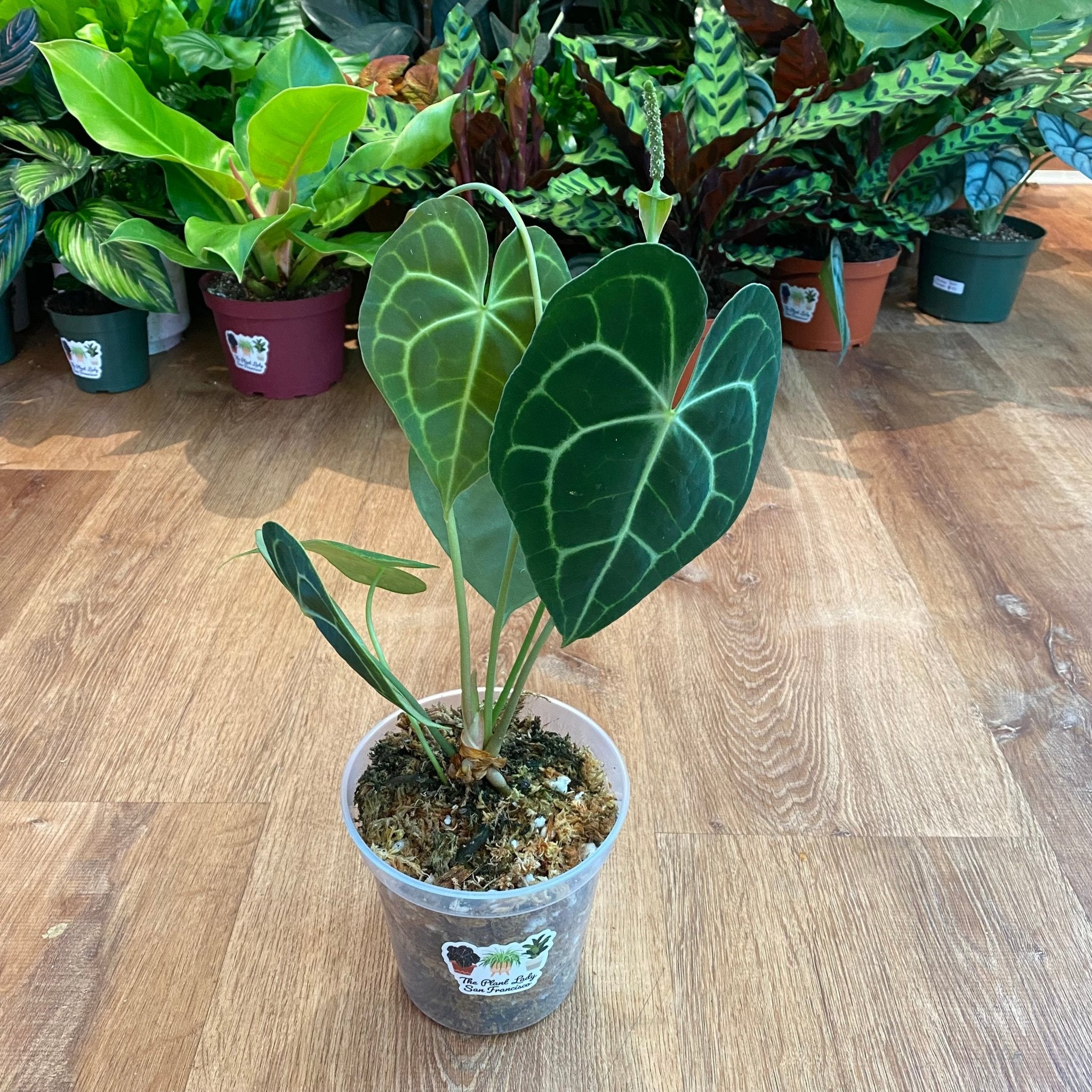 Anthurium clarinervium – The Plant Lady SF