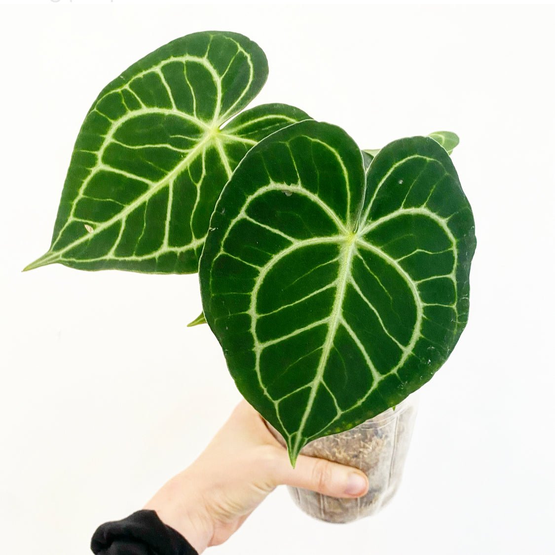 Anthurium clarinervium - The Plant Lady SF
