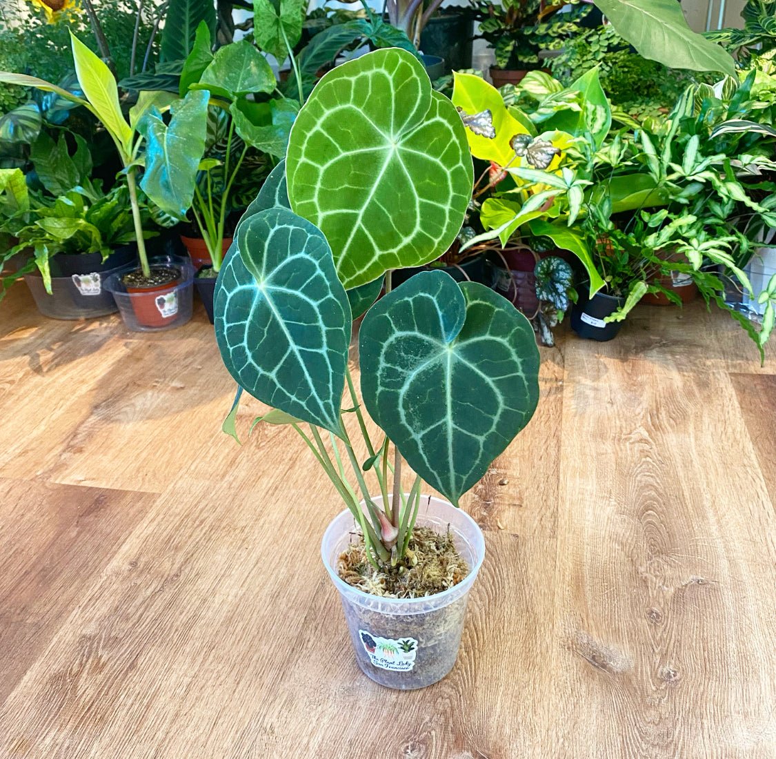 Anthurium clarinervium - The Plant Lady SF