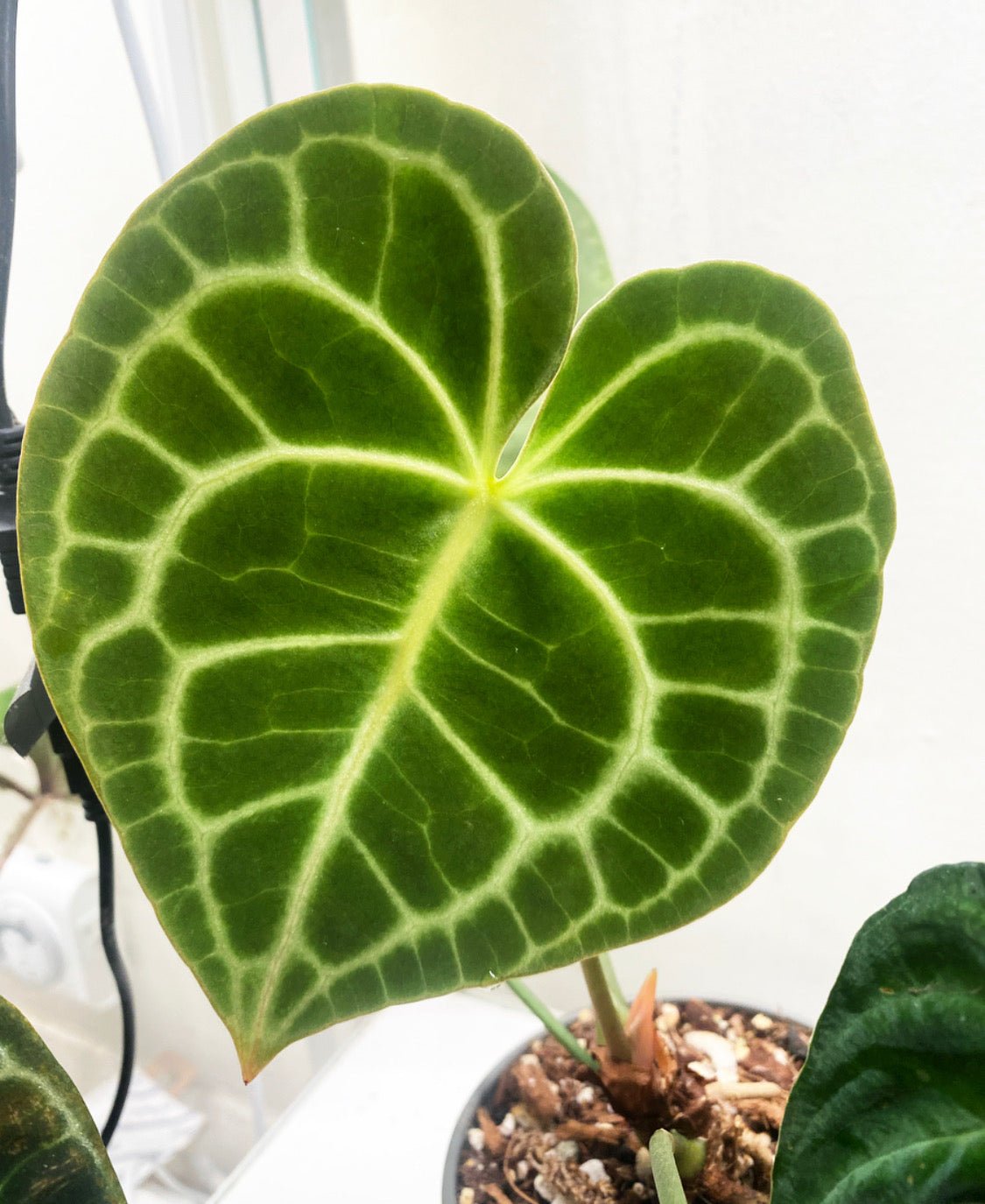 Anthurium clarinervium - The Plant Lady SF