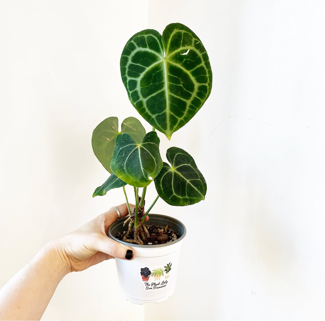 Anthurium clarinervium - The Plant Lady SF