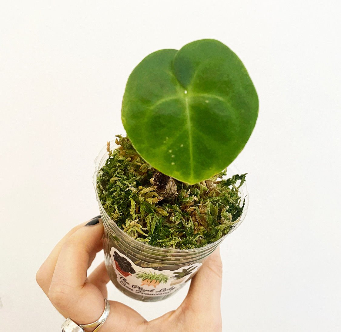 Anthurium clarinervium - The Plant Lady SF