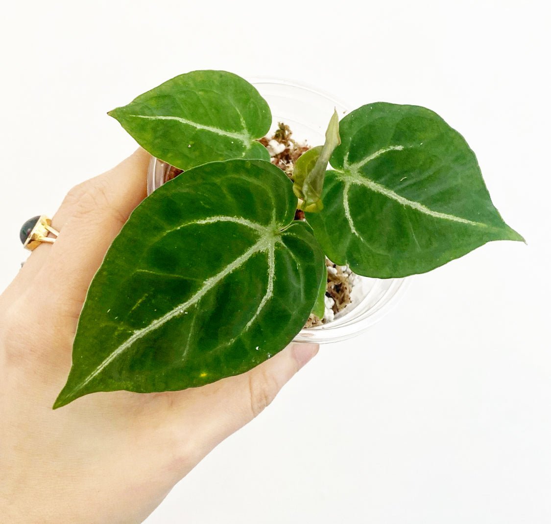 Anthurium ‘Dorayaki’ - The Plant Lady SF