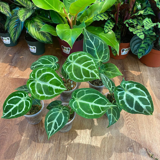 Anthurium ‘Dorayaki’ - The Plant Lady SF
