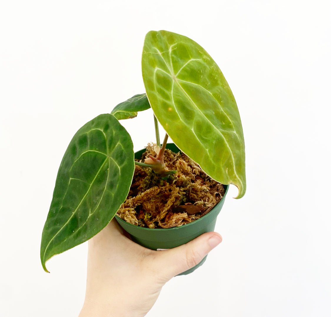 Anthurium forgetii - The Plant Lady SF