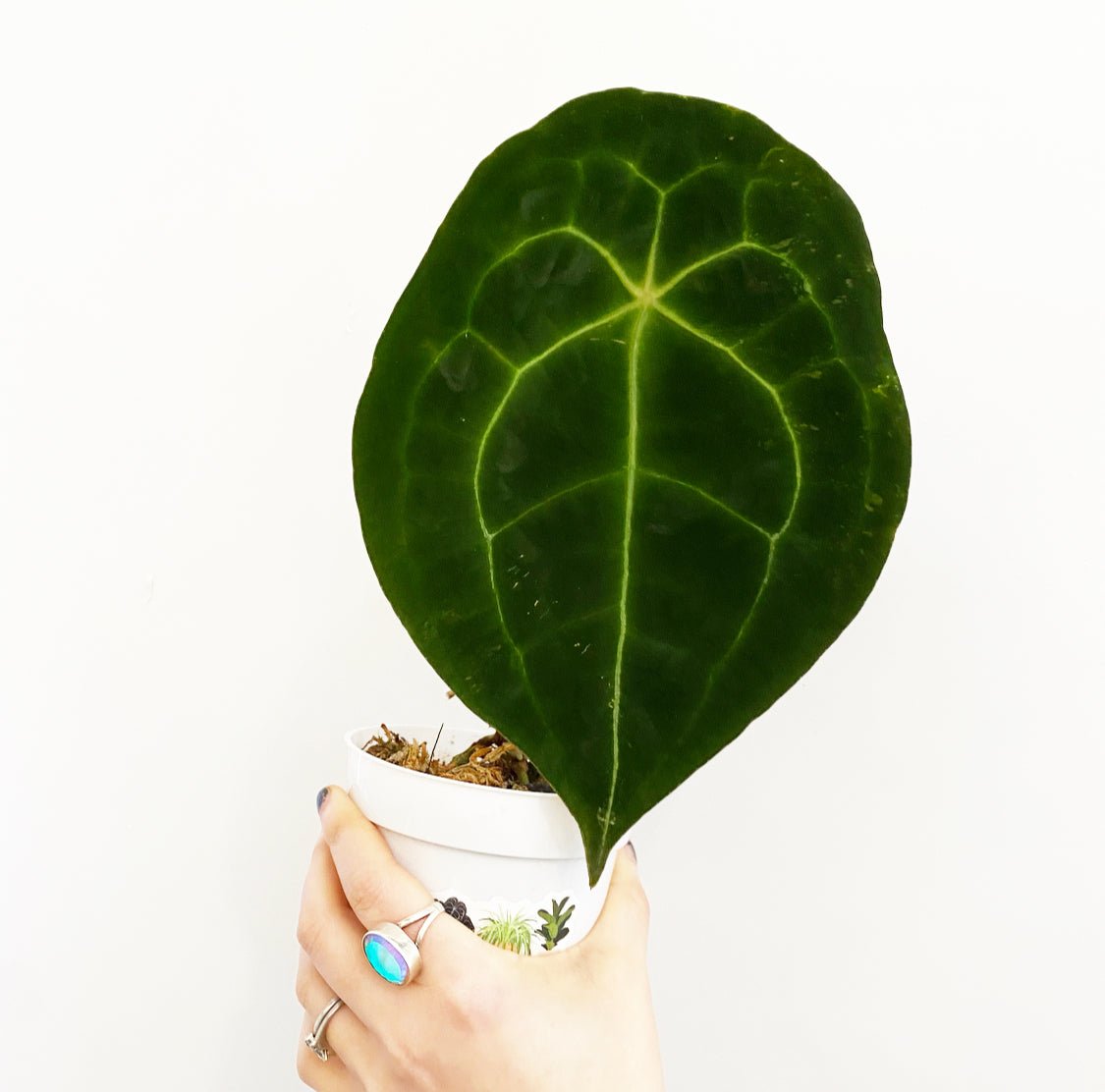 Anthurium forgetii - The Plant Lady SF