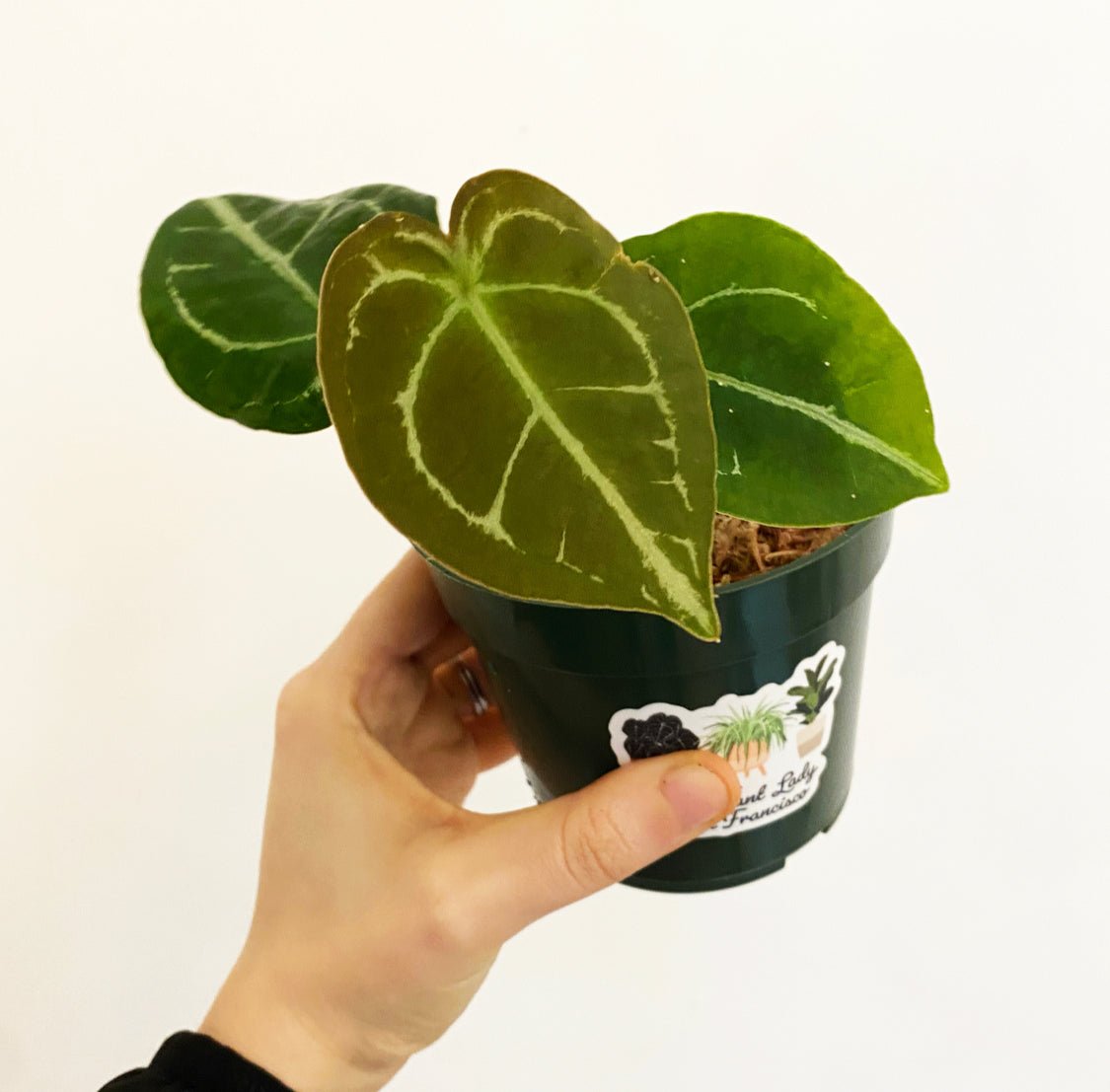 Anthurium forgetii - The Plant Lady SF