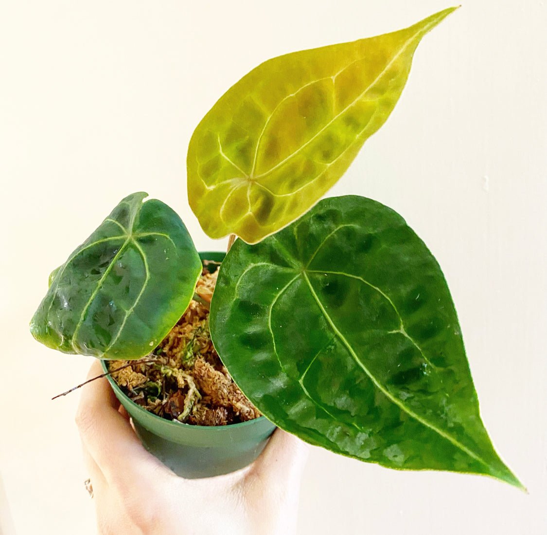 Anthurium forgetii - The Plant Lady SF