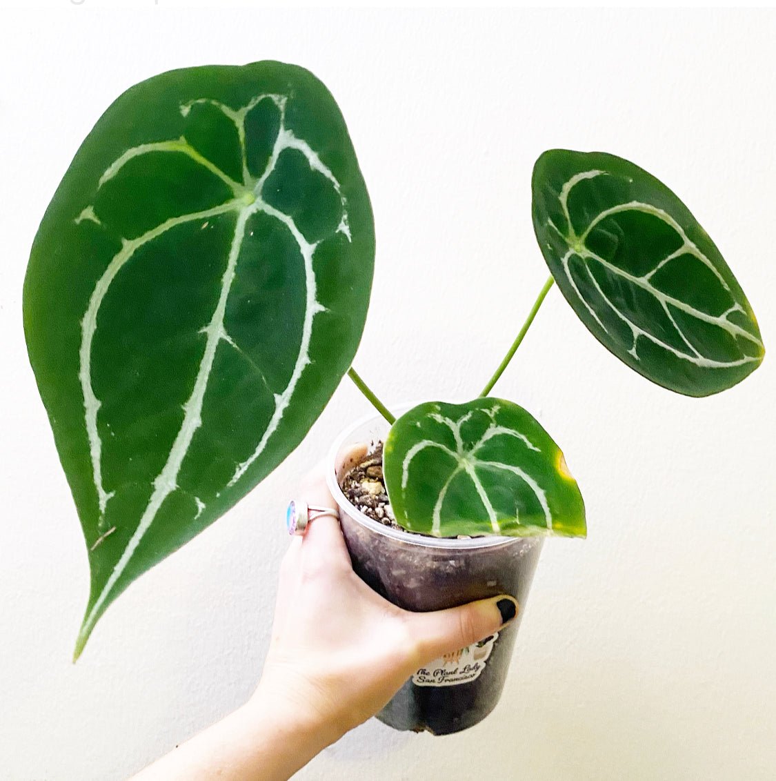 Anthurium forgetii - The Plant Lady SF