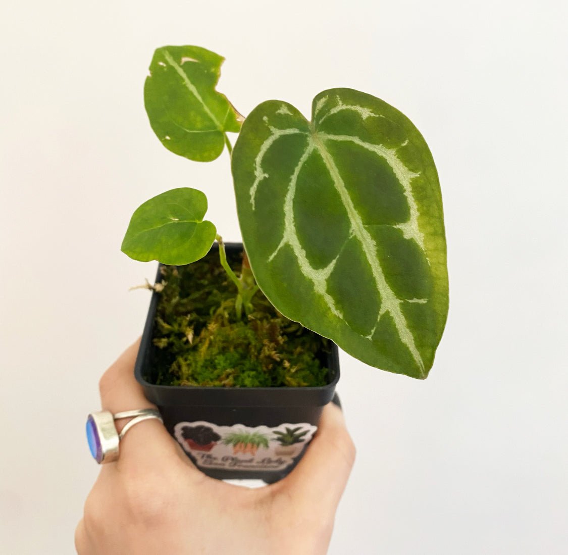 Anthurium forgetii - The Plant Lady SF
