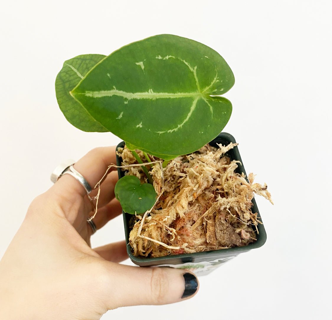 Anthurium forgetii - The Plant Lady SF