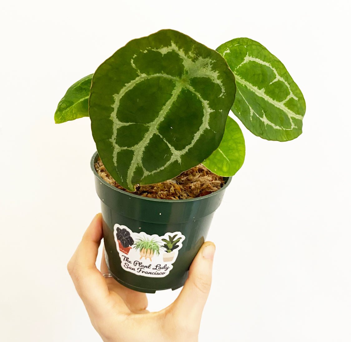 Anthurium forgetii - The Plant Lady SF