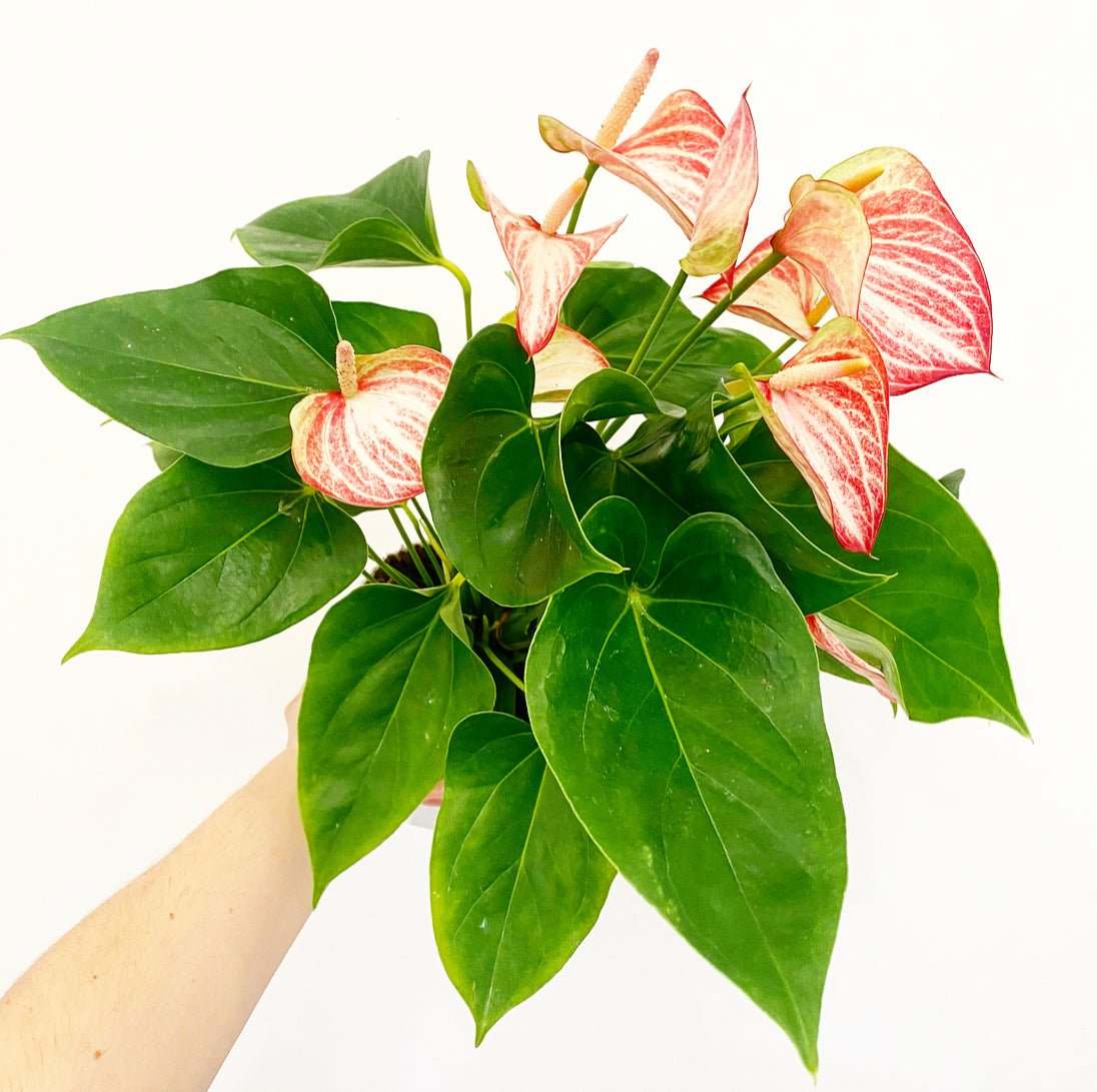 Anthurium 'Livium' - The Plant Lady SF