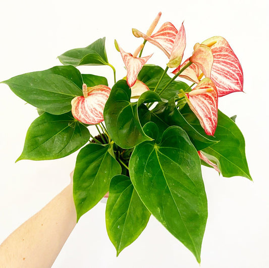 Anthurium 'Livium' - The Plant Lady SF