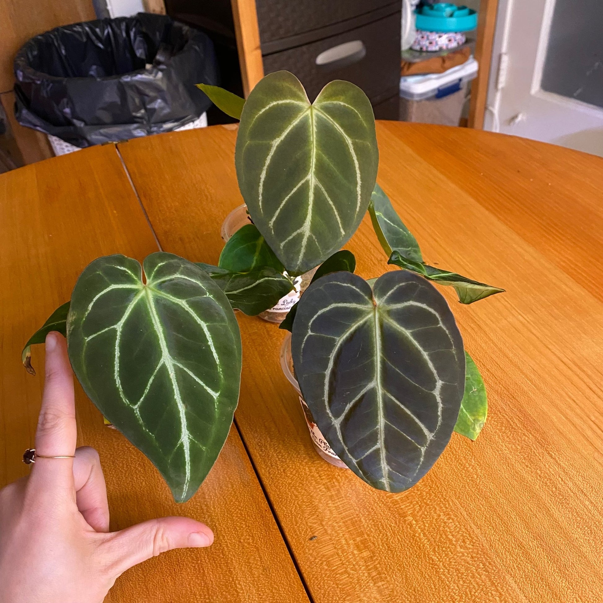 anthurium magnificum size Anthurium magnificum – The Plant Lady SF