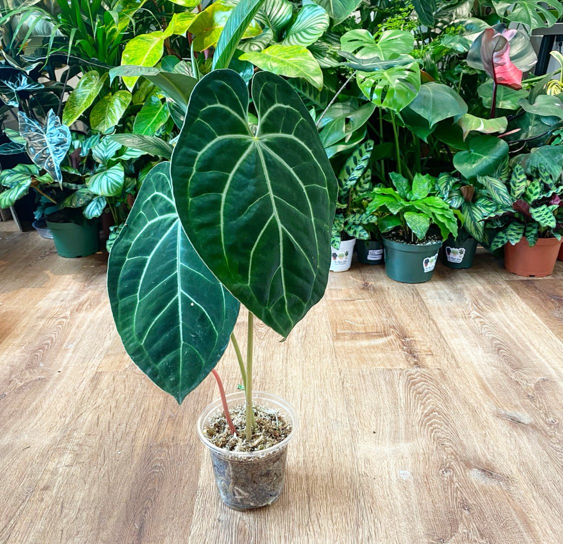Anthurium magnificum - The Plant Lady SF