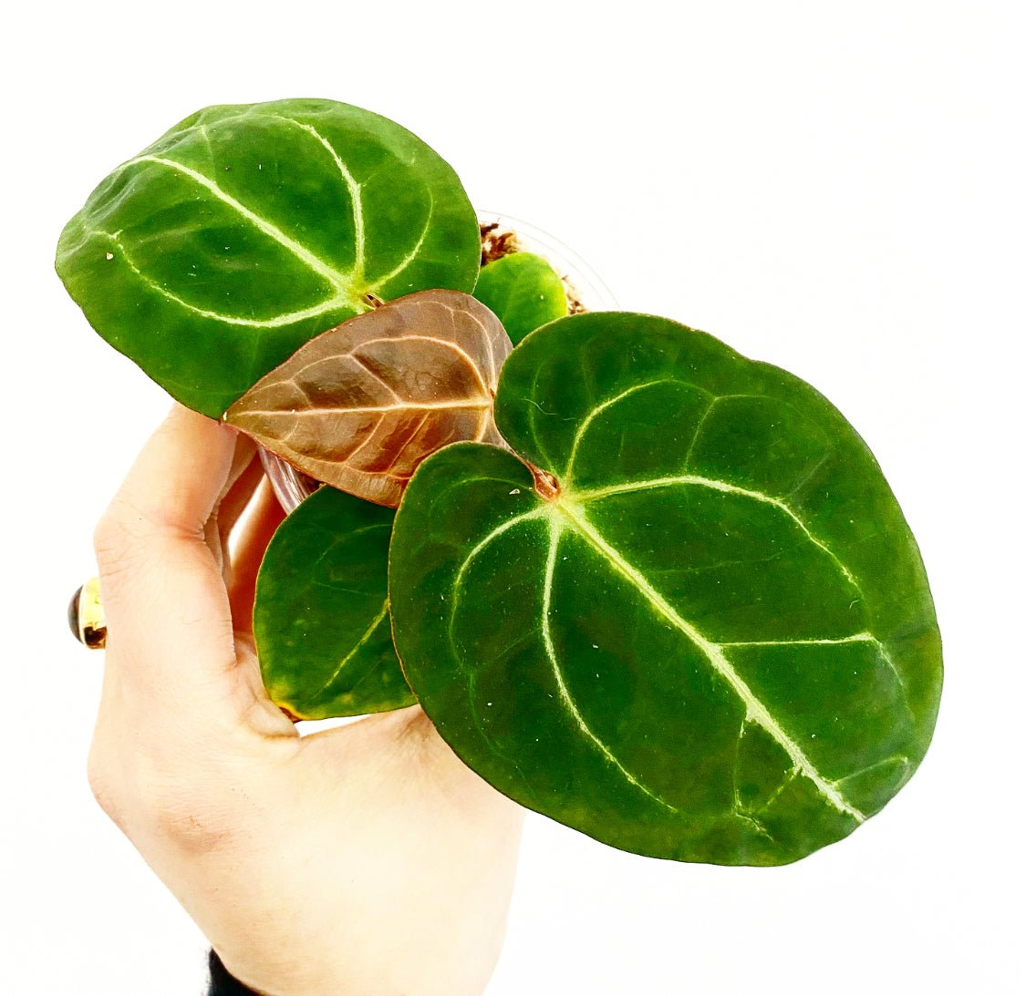 Anthurium magnificum - The Plant Lady SF