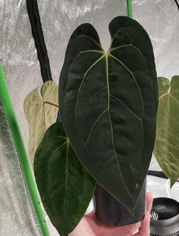 Anthurium papillilaminum x dr. block - The Plant Lady SF