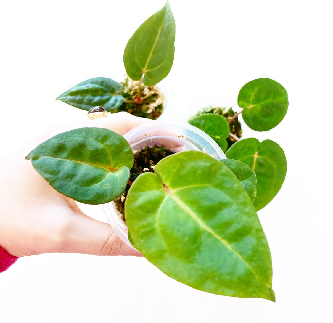 Anthurium papillilaminum x dr. block - The Plant Lady SF