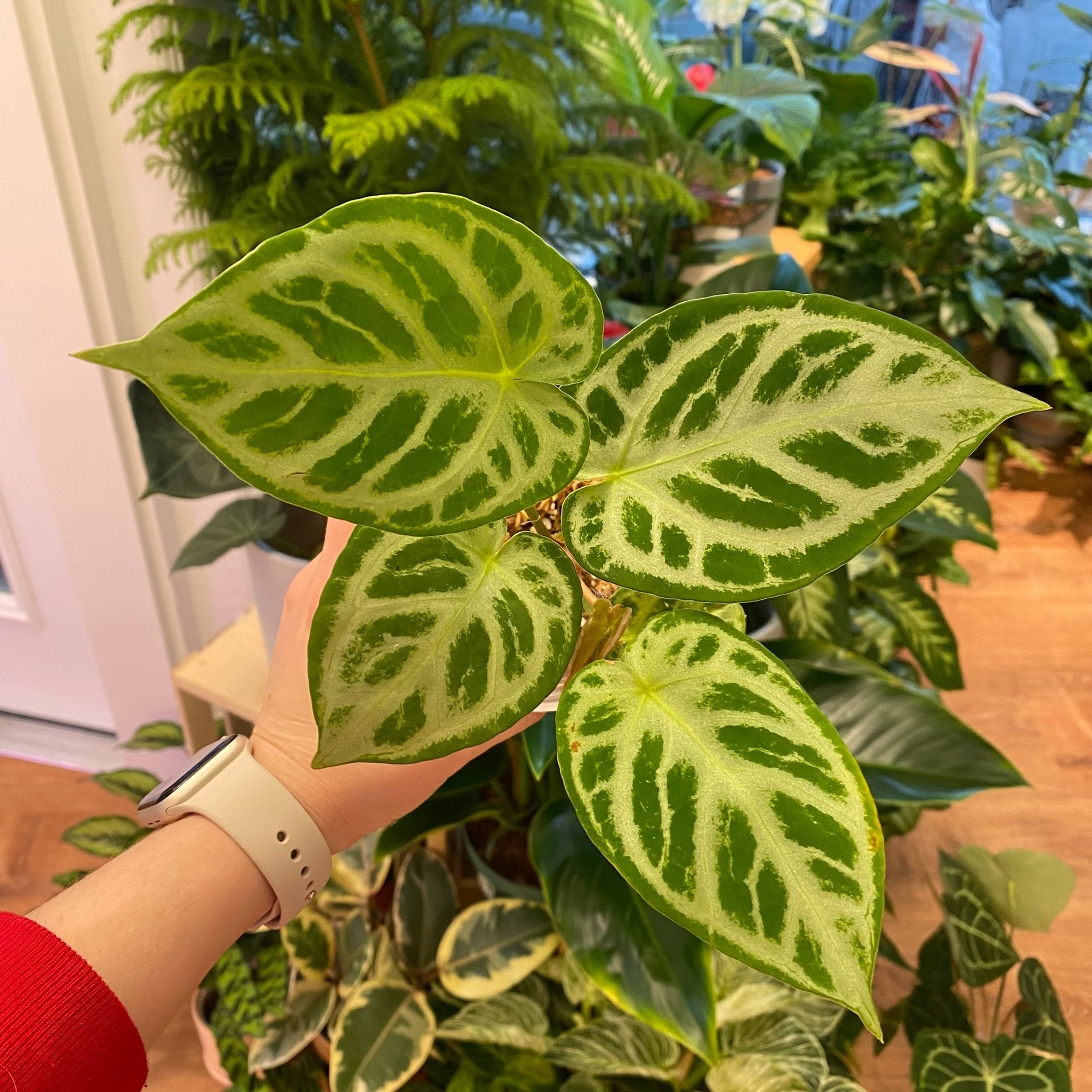 Anthurium 'Silver Blush' x self – The Plant Lady SF