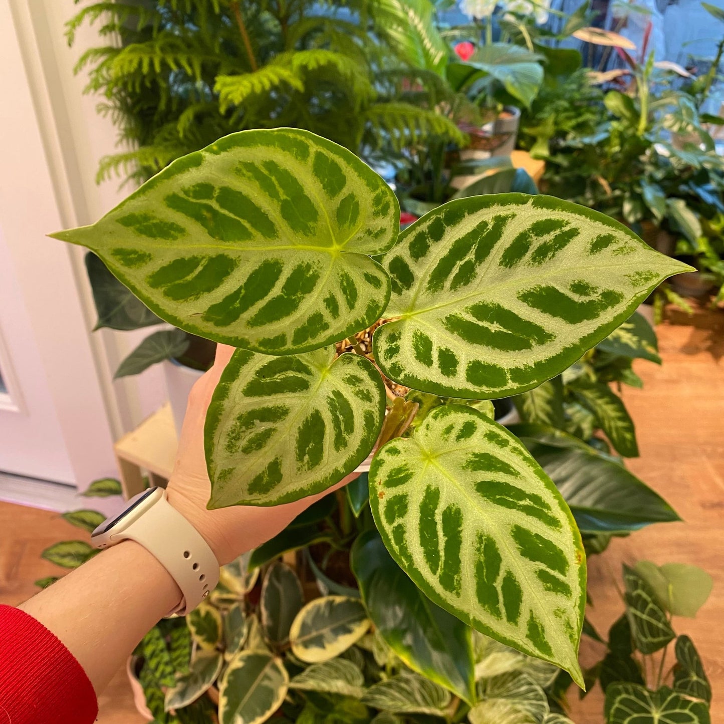 Anthurium 'Silver Blush' x self - The Plant Lady SF