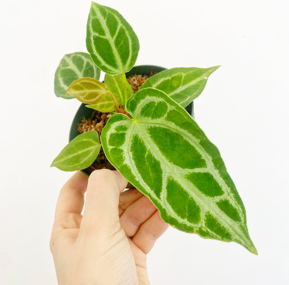 Anthurium 'Silver Blush' x self - The Plant Lady SF