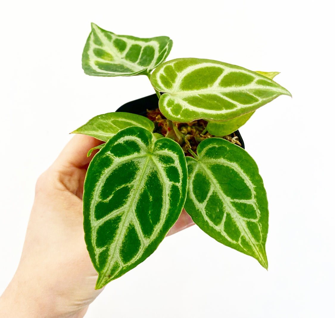 Anthurium 'Silver Blush' x self - The Plant Lady SF