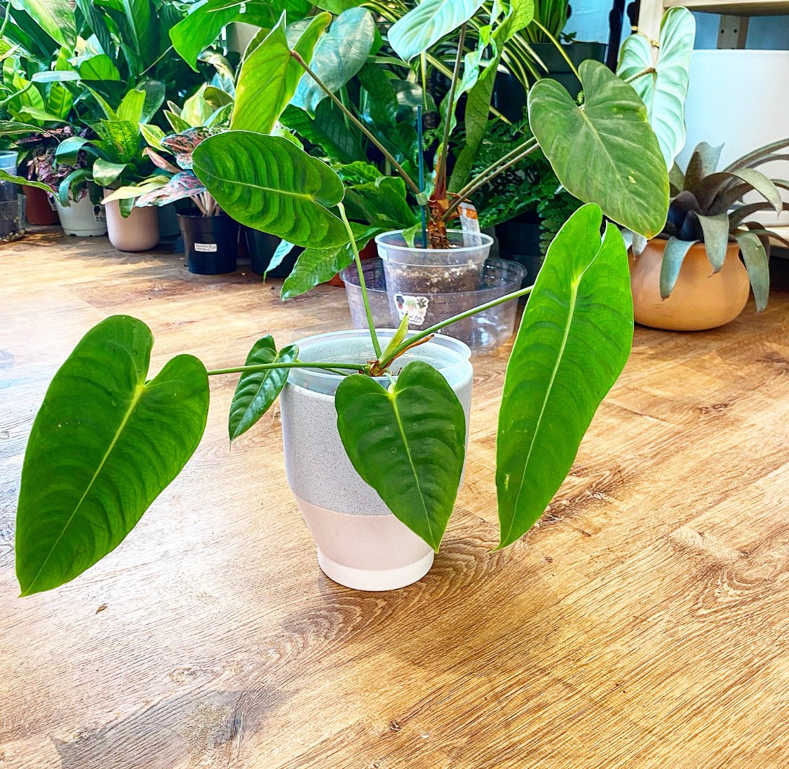 Anthurium veitchii – The Plant Lady SF