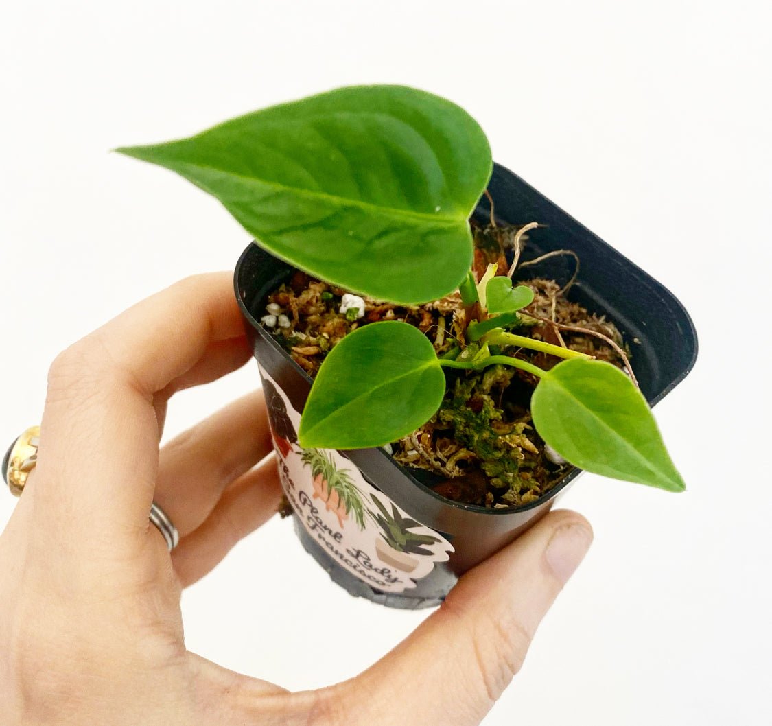 RU14 × veitchii pup Anthurium veitchii – The Plant Lady SF