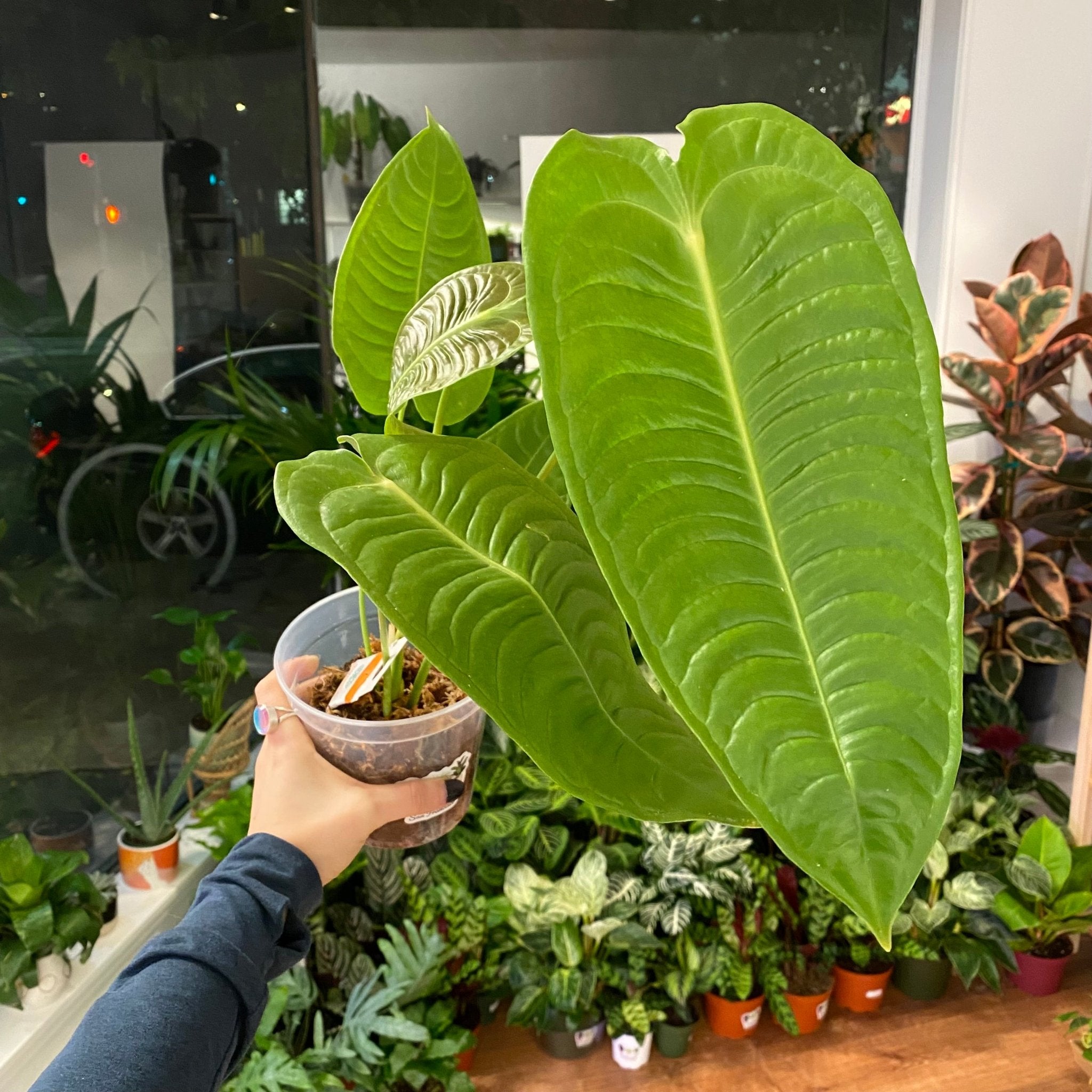 Anthurium veitchii – The Plant Lady SF