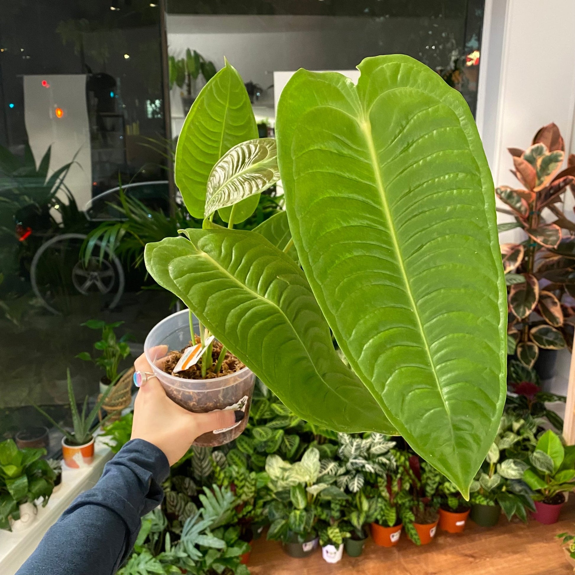 Anthurium veitchii - The Plant Lady SF