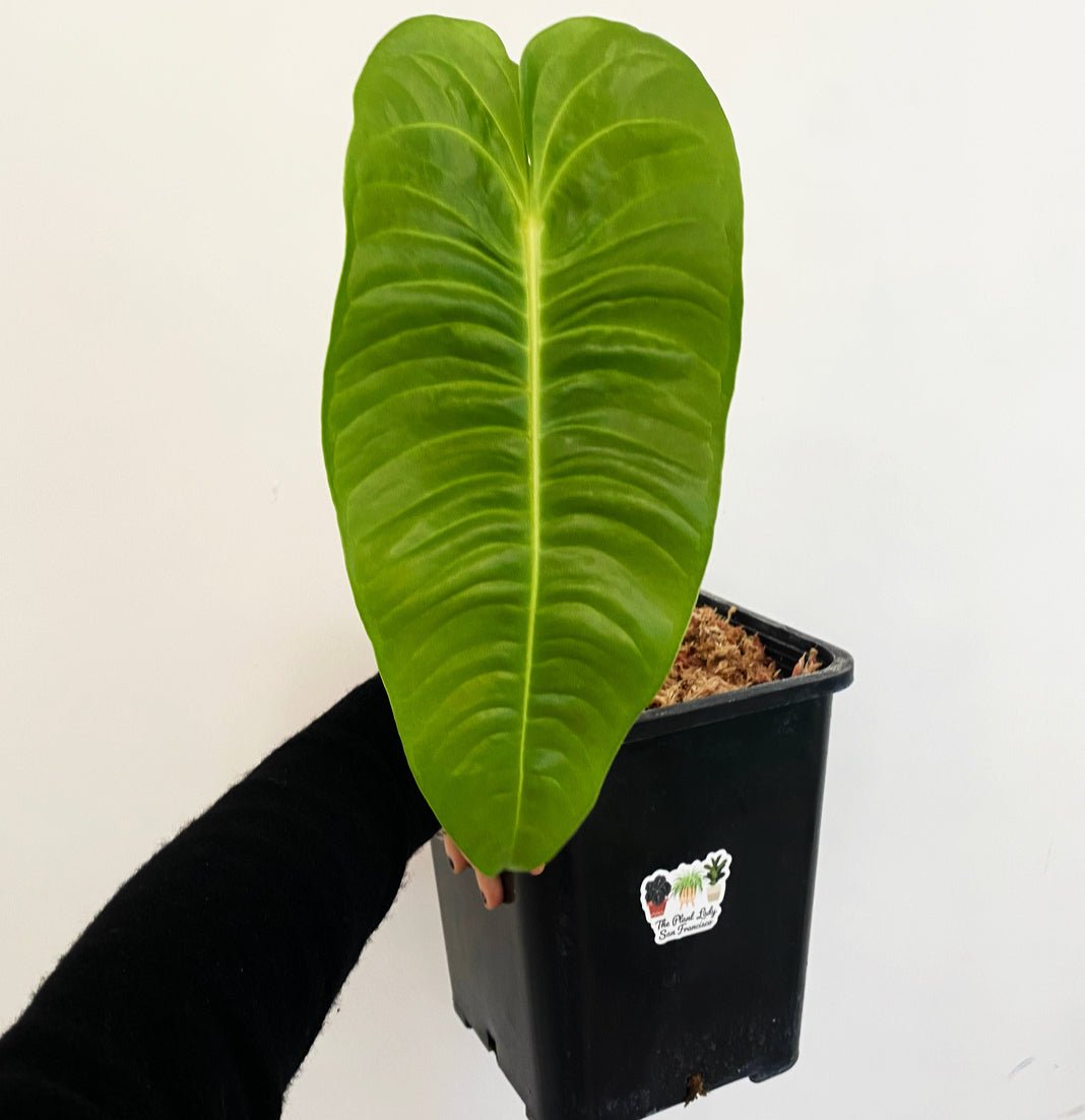 anthurium veitchii moss pole Anthurium veitchii – The Plant Lady SF