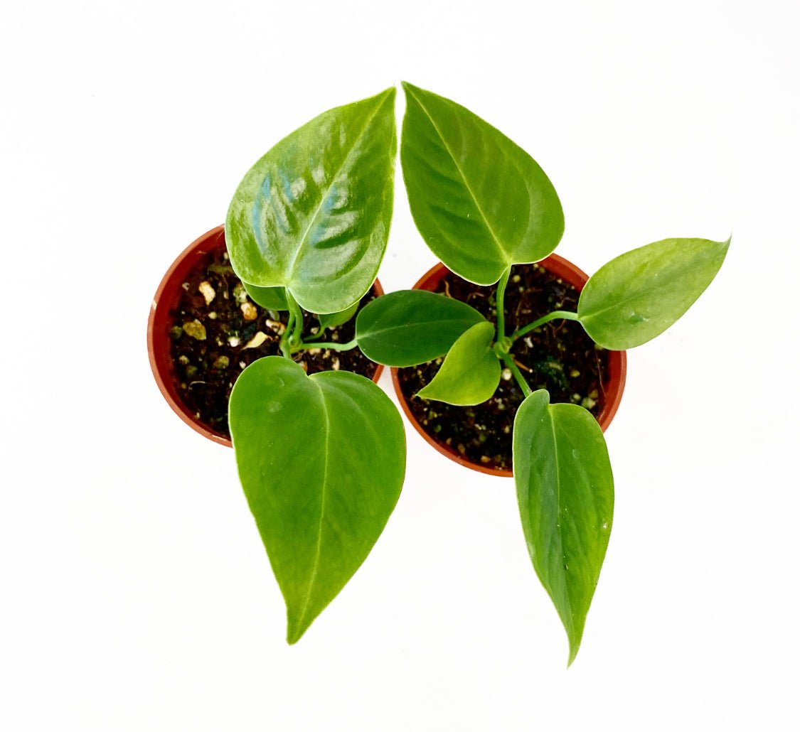 Anthurium veitchii - The Plant Lady SF