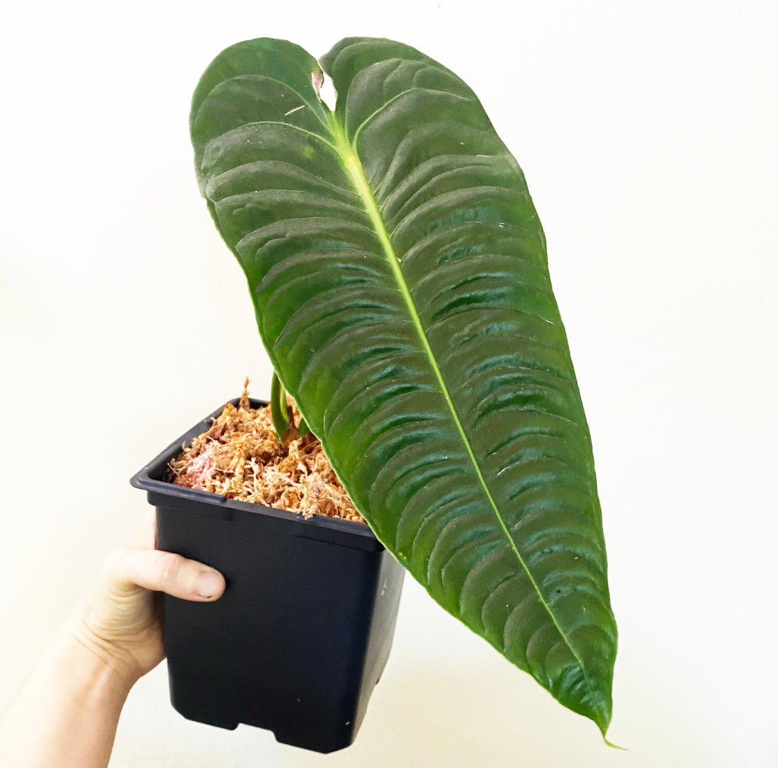 anthurium veitchii narrow form Anthurium veitchii