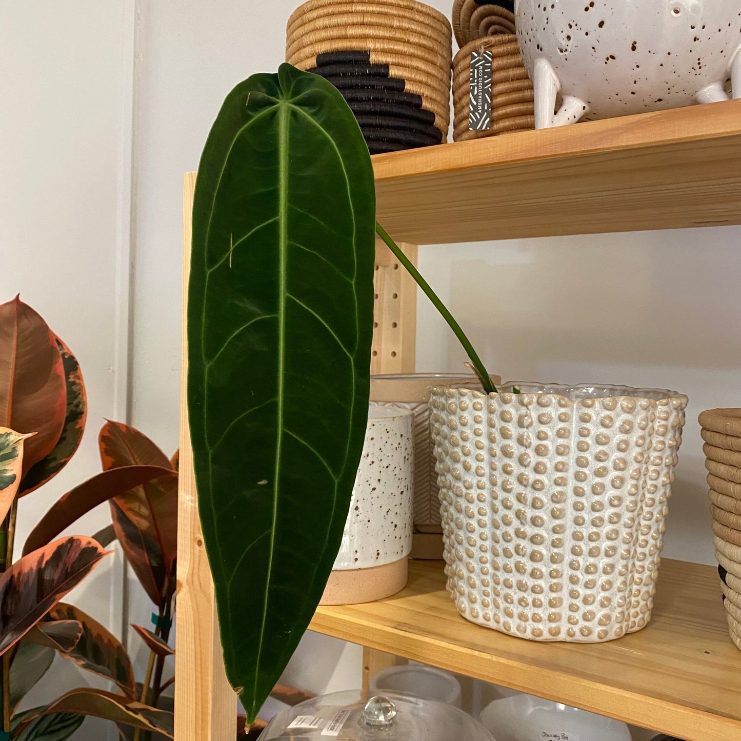Anthurium warocqueanum - The Plant Lady SF