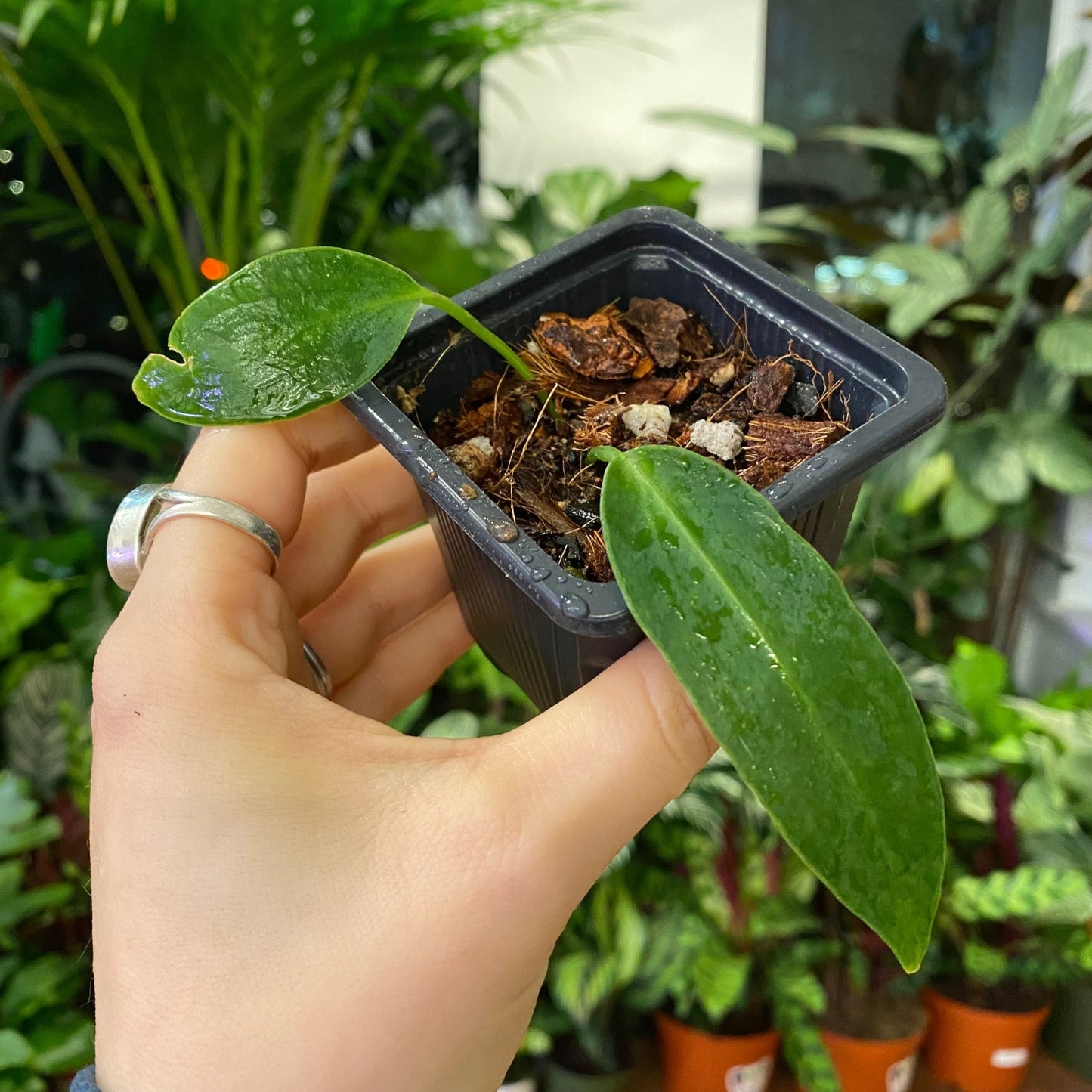 Anthurium warocqueanum - The Plant Lady SF