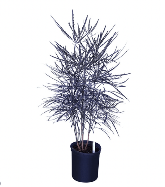 Aralia elegantissima - The Plant Lady SF