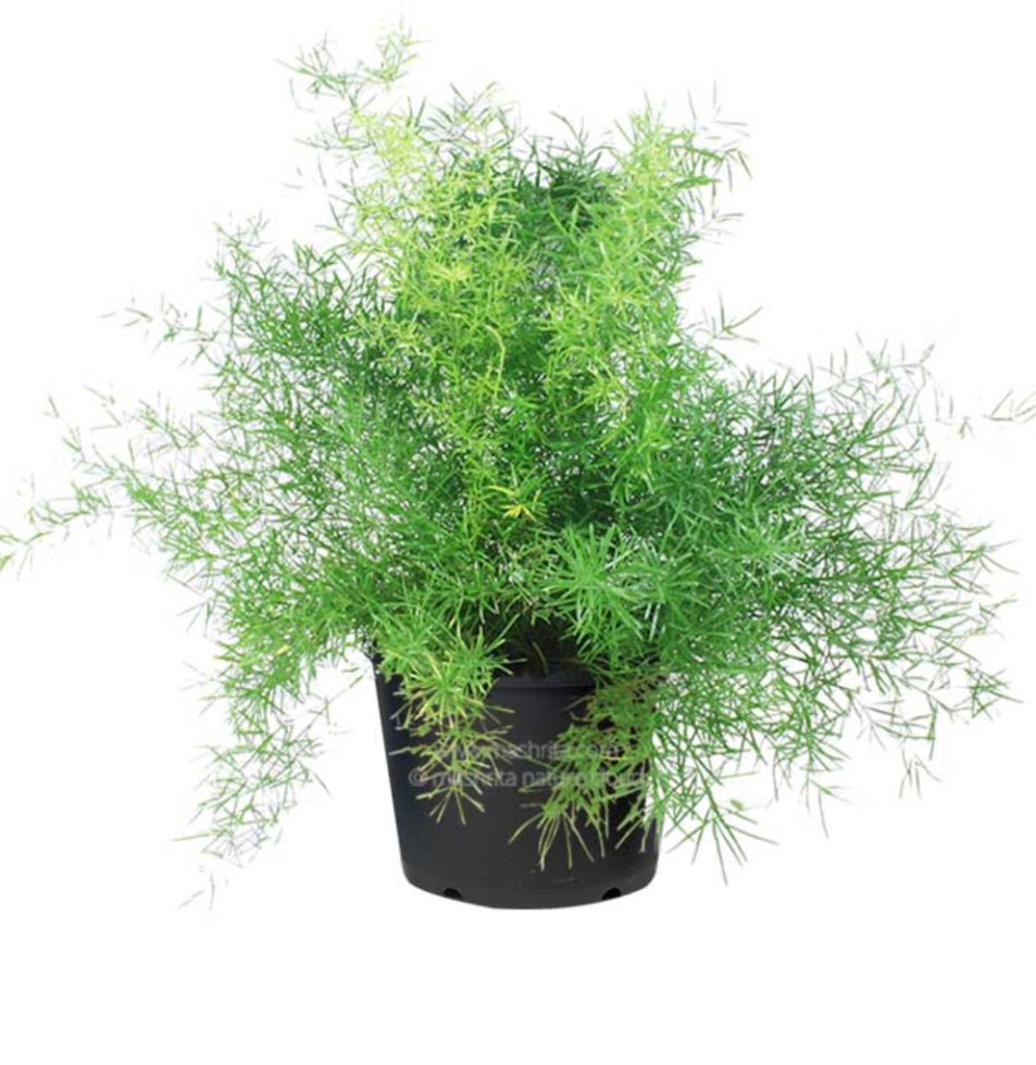 Asparagus densiflorus 'Myers' (Foxtail Fern) - The Plant Lady SF