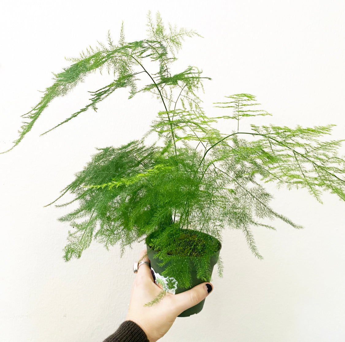 Asparagus plumosus (Asparagus Fern) - The Plant Lady SF