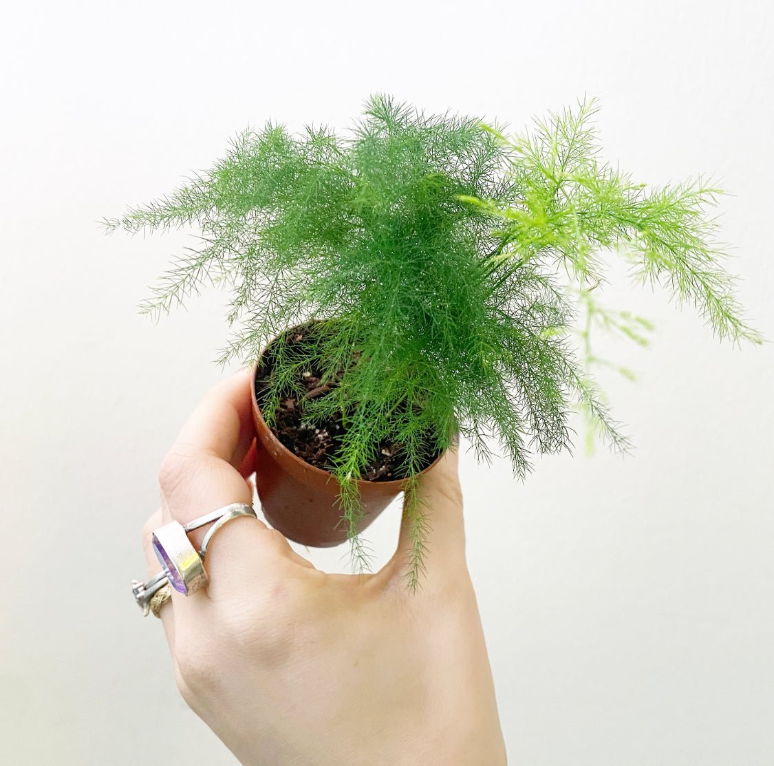 Asparagus plumosus (Asparagus Fern) - The Plant Lady SF